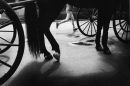 SF Runner & Horse